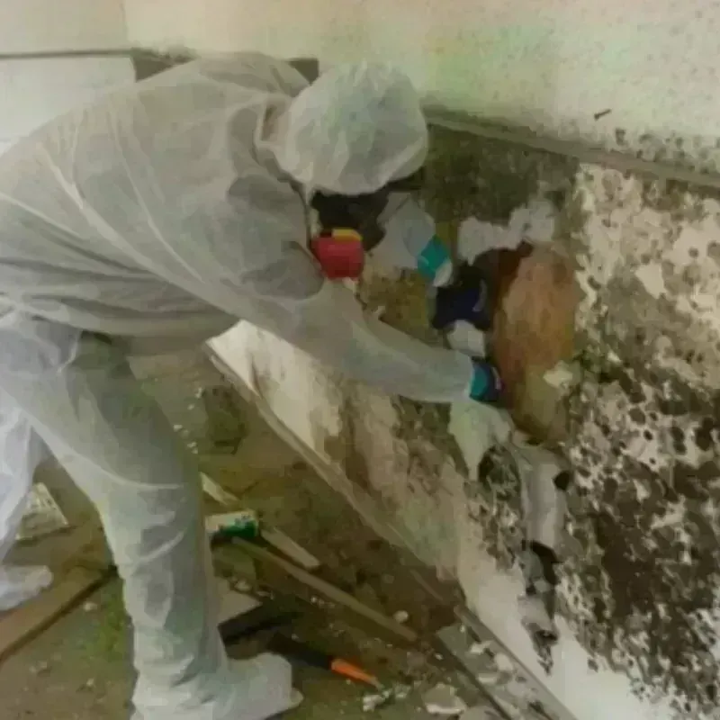 Mold Remediation and Removal in Crow Agency, MT